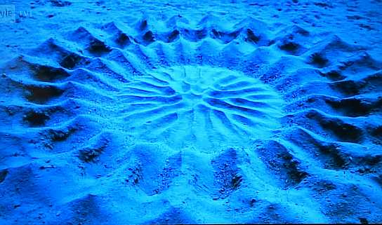 Pufferfish Bower.